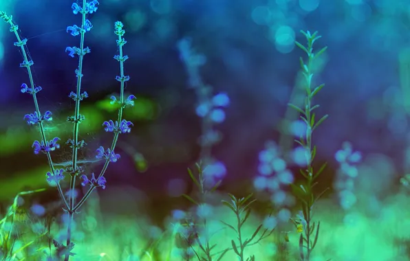 Color, macro, flowers, nature, treatment, plants, green, blue