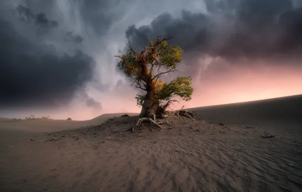 Sand, the sky, clouds, tree, desert, drought, dunes, Sands