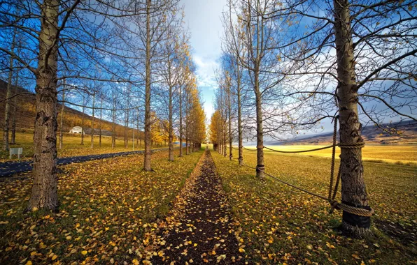 ROAD, GRASS, LEAVES, TRAIL, PLAIN, TREES, AUTUMN, FOLIAGE