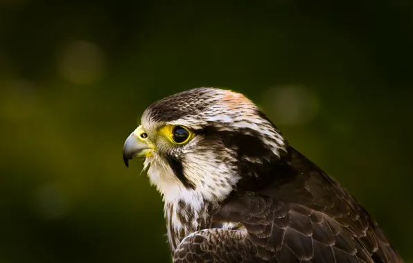 Look, green, glare, background, bird, profile, hawk, Hawk