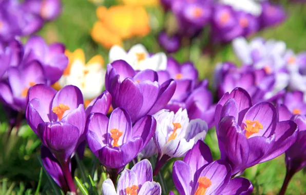 Flowers, Nature, Spring, Meadow, Beauty, Flowering, Crocuses