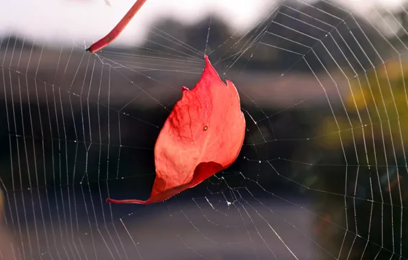 Autumn, sheet, web