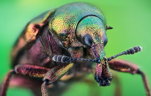 Macro, beetle, insect