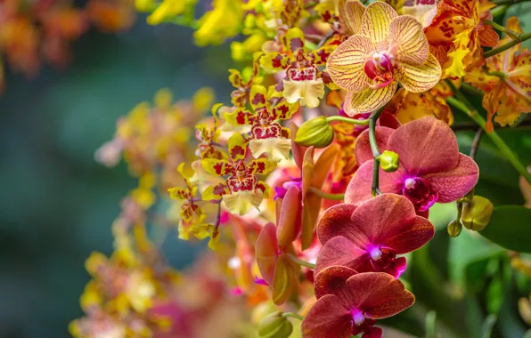 Branches, orchids, exotic