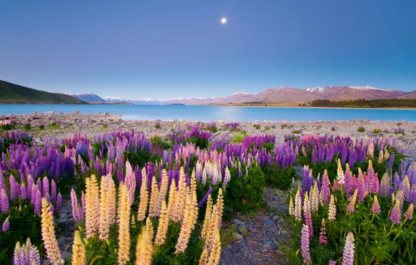 Field, summer, the sky, the sun, flowers, mountains, lake, blue