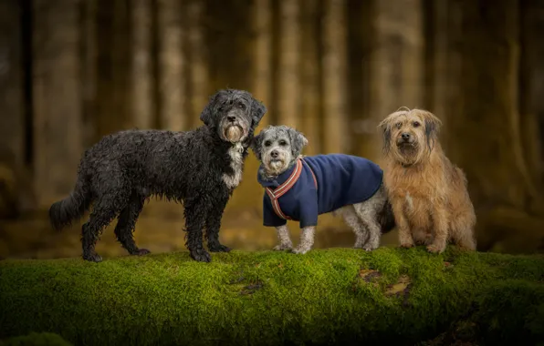 Picture forest, dogs, look, trees, nature, pose, background, tree