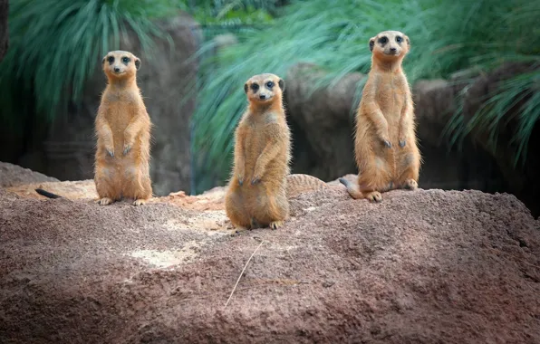 Meerkats, trio, stand