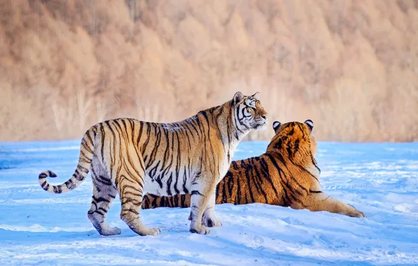 Winter, forest, look, snow, trees, tiger, pair, the snow