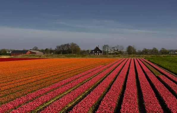 Field, the sky, clouds, trees, flowers, view, spring, dal