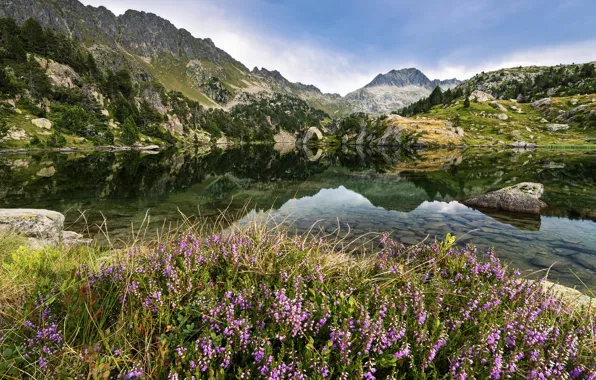 Forest, flowers, mountains, lake, shore, Heather