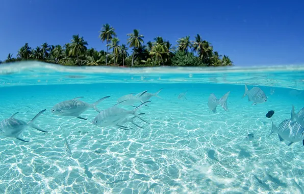 Water, fish, palm trees, the bottom