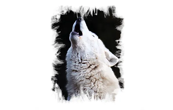 Picture white, face, wolf, art, howl