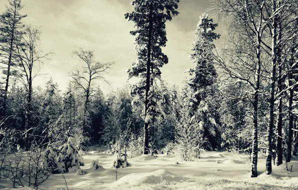 Forest, snow, trees, Winter, tree, Winter