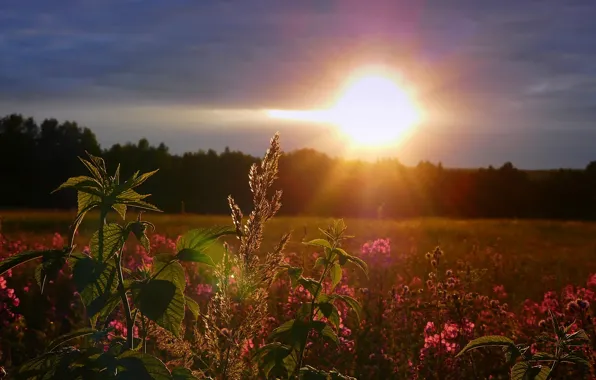 Field, the sky, the sun, sunset, flowers