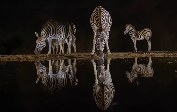 Night, reflection, the dark background, shore, Zebra, drink, pond, Zebra