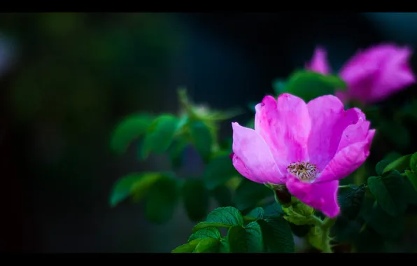 Color, roses, briar, tea