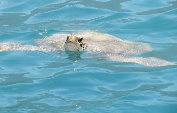 Picture wave, swim, turtle