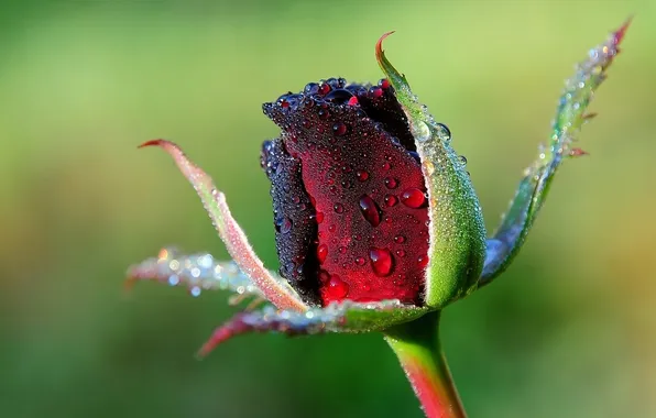 Drops, flowers, Rosa, roses, stem, buds