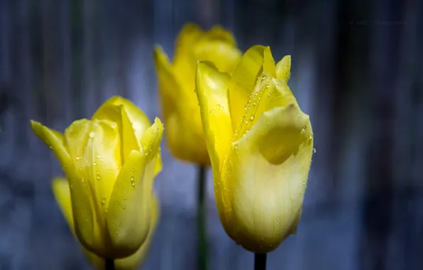 Flowers, background, tulips