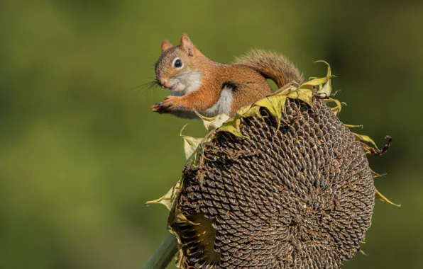 Background, sunflower, protein, seeds