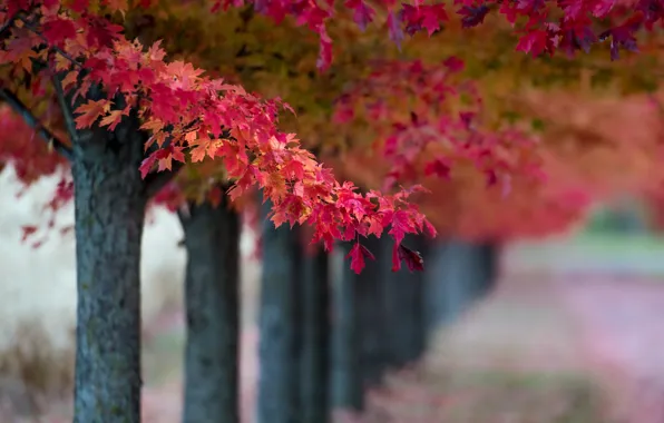 Picture autumn, leaves, trees