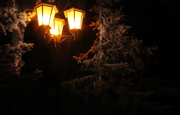 Picture holiday, lamp, tree, spruce, lights, pine, 2016