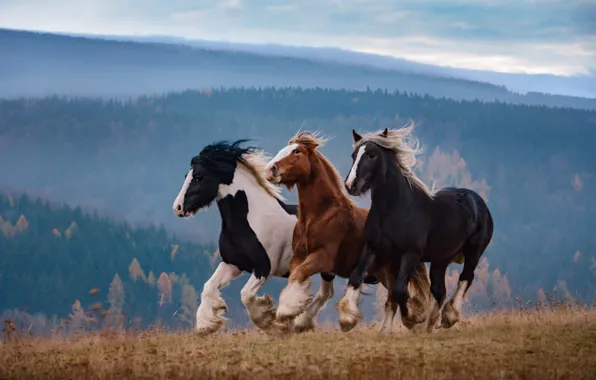 Field, forest, look, nature, horse, horse, horses, horse