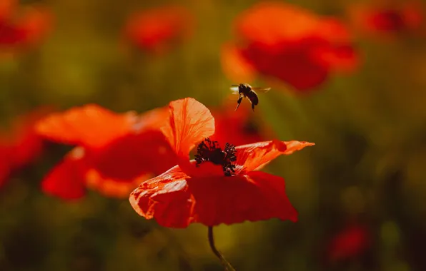 Picture flowers, red, bee, Maki, insect