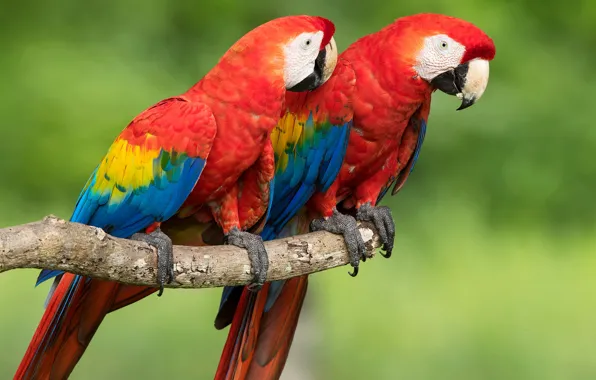 Picture birds, background, parrots, a couple, bokeh, Red macaw
