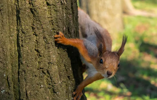 Face, tree, protein, trunk, rodent