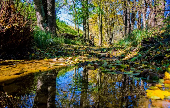 Autumn, forest, leaves, water, trees, nature, reflection, time of the year