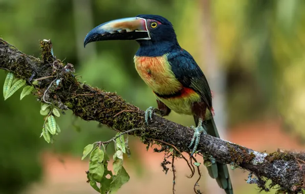 Picture birds, Toucan, collared aracari, aracari