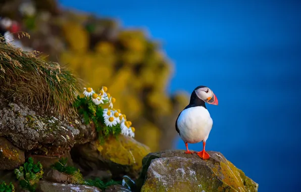 Picture flowers, nature, bird, Puffin