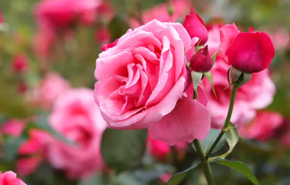 Picture roses, pink, buds, bokeh