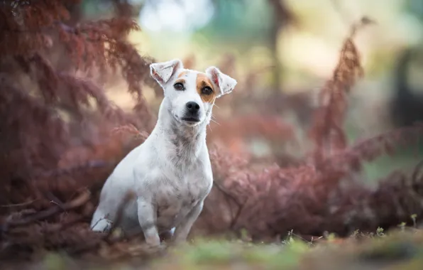 Picture look, each, dog