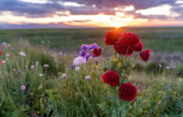 Greens, field, summer, the sky, the sun, clouds, sunset, flowers