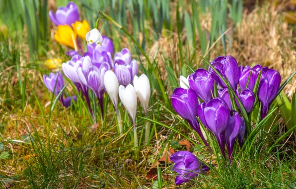 Grass, flowers, glade, spring, crocuses, white, lilac, bokeh