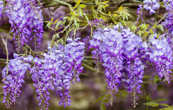 Flowers, branches, nature, background, color, beauty, spring, flowering