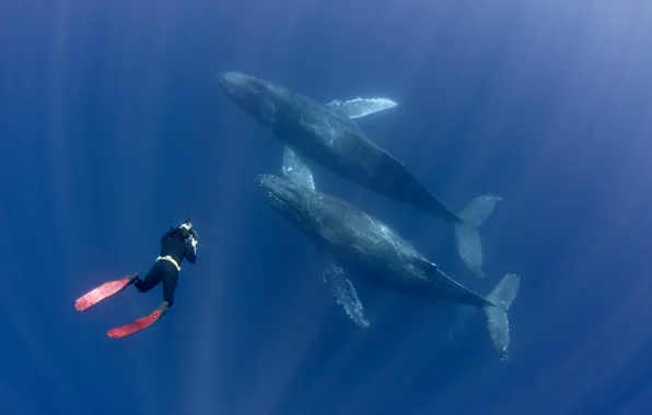 Whales, fins, diver
