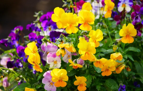 Flowerbed, colorful, Pansy