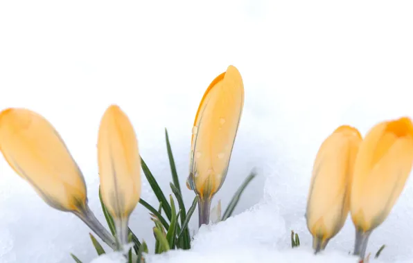 Snow, flowers, yellow, crocuses