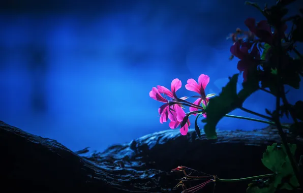 Leaves, macro, flowers
