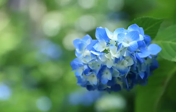 Picture macro, blue, hydrangea, inflorescence