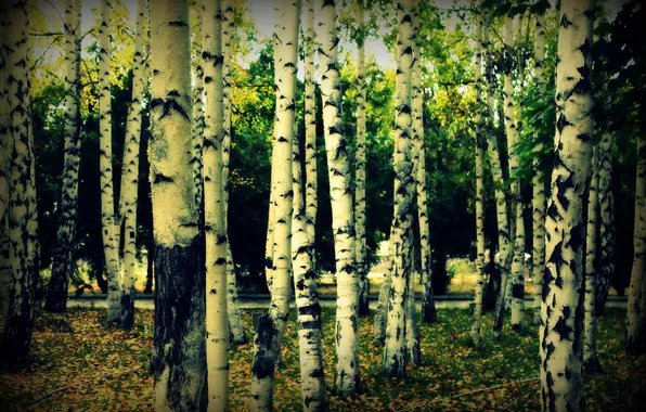 Picture autumn, leaves, birch, grove