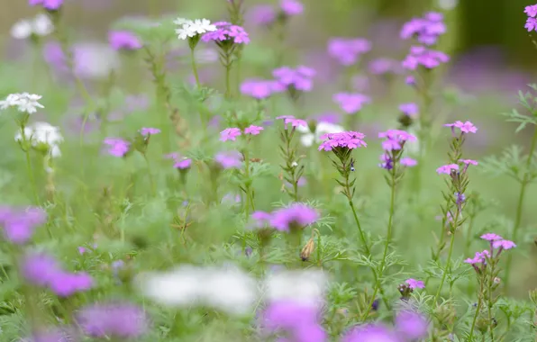 Field, flowers, plant, meadow