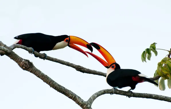 Picture birds, branches, beak, pair, white background, toucans