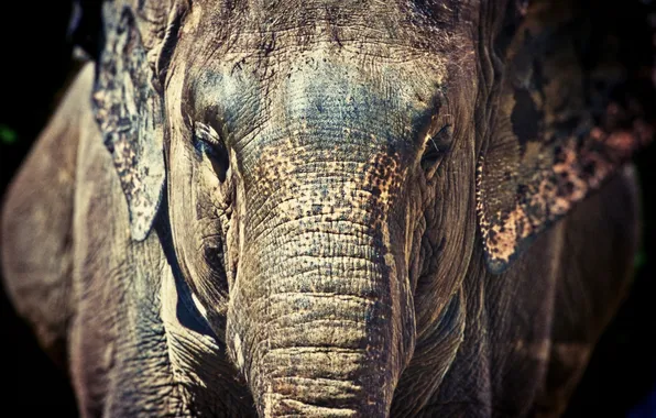Picture face, elephant, trunk