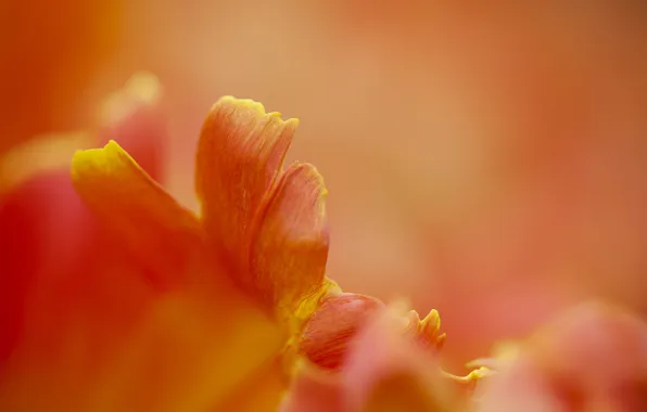 Orange, focus, petals, tulips