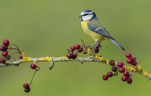 Berries, background, branch, bird, green background, tit