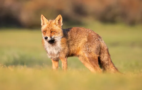 Field, look, face, light, Fox, walk, Fox, blurred background